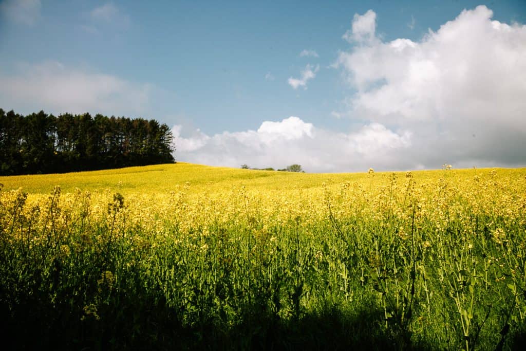 The Øhavstien, or the Archipelago trail is with 220 kilometers of trails, the longest hiking trail in Denmark. 