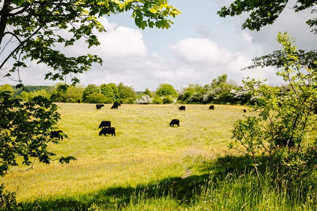 One of the best things to do in Fyn in Denmark is to hike a part of the Øhavstien, or the Archipelago trail. With 220 kilometers of hiking trails, it is the longest hiking trail in Denmark.