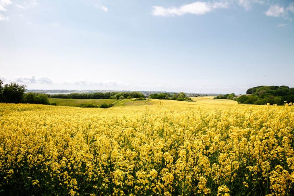 One of the best things to do in Fyn in Denmark is to hike a part of the Øhavstien, or the Archipelago trail. With 220 kilometers of hiking trails, it is the longest hiking trail in Denmark.