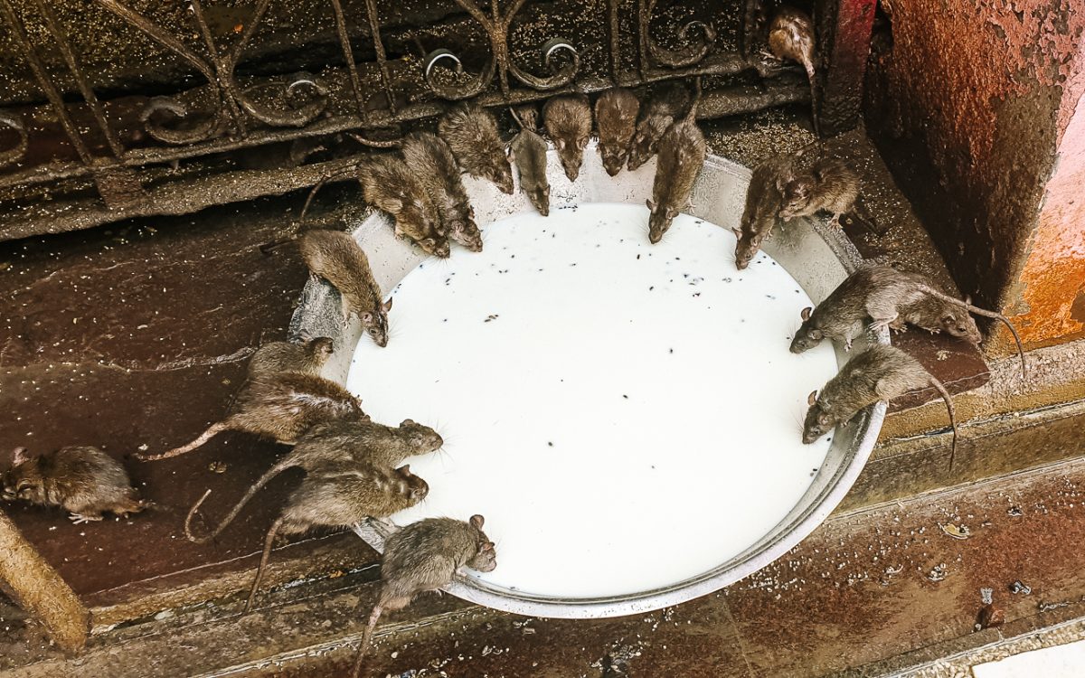 Visiting the Karni Mata Rat temple in Deshnok, India!