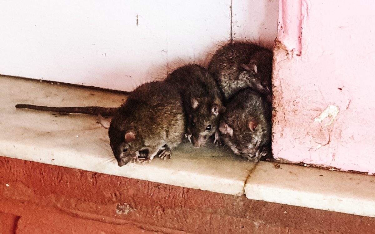 30 kilometers from Bikaner you will find one of the most bizarre places in Rajasthan: The Karni Mata temple or the Rat Temple of Deshnok.