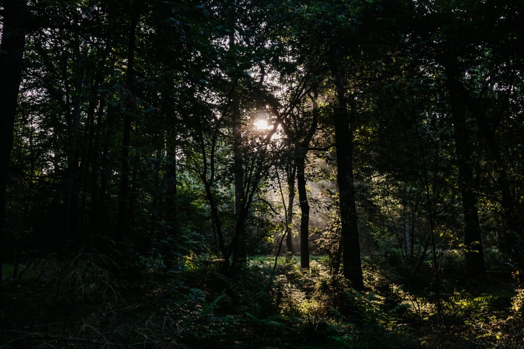 sunrise in Drenthe, enjoy an early morning tour in the Hondsrug with Eko-tours