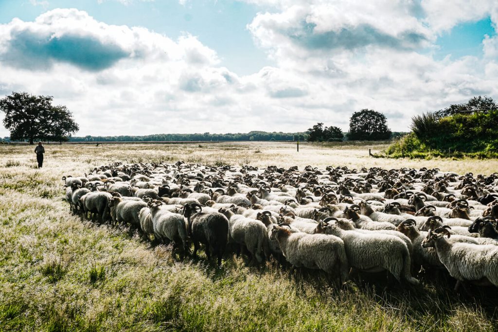 sheep in sheepfold Ruinen, one of the top things to do in Drenthe