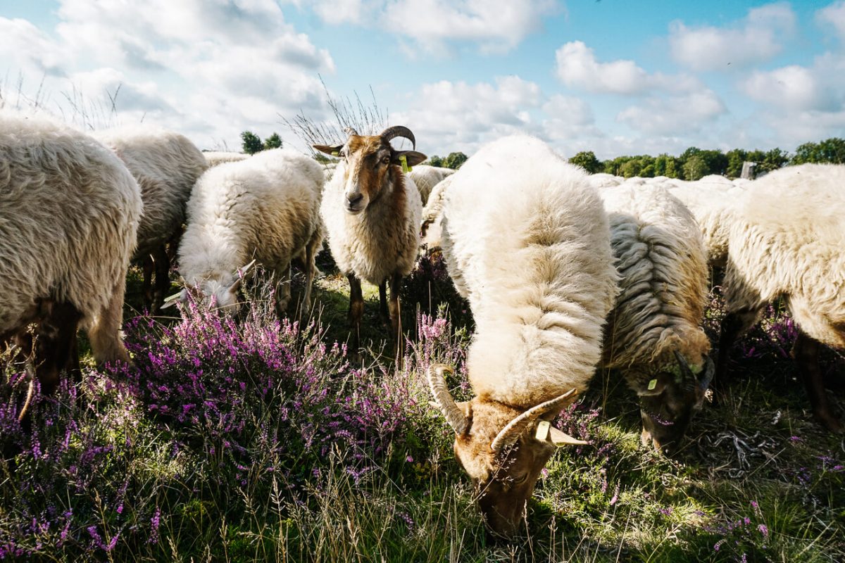 Things to do in Drenthe Netherlands | 15 tips for your visit