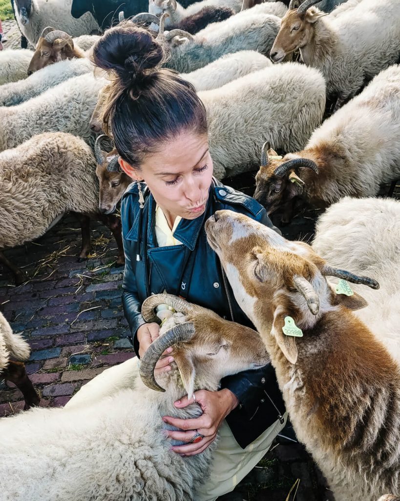 Deborah between the sheep in sheepfold Ruinen, one of the top things to do in Drenthe