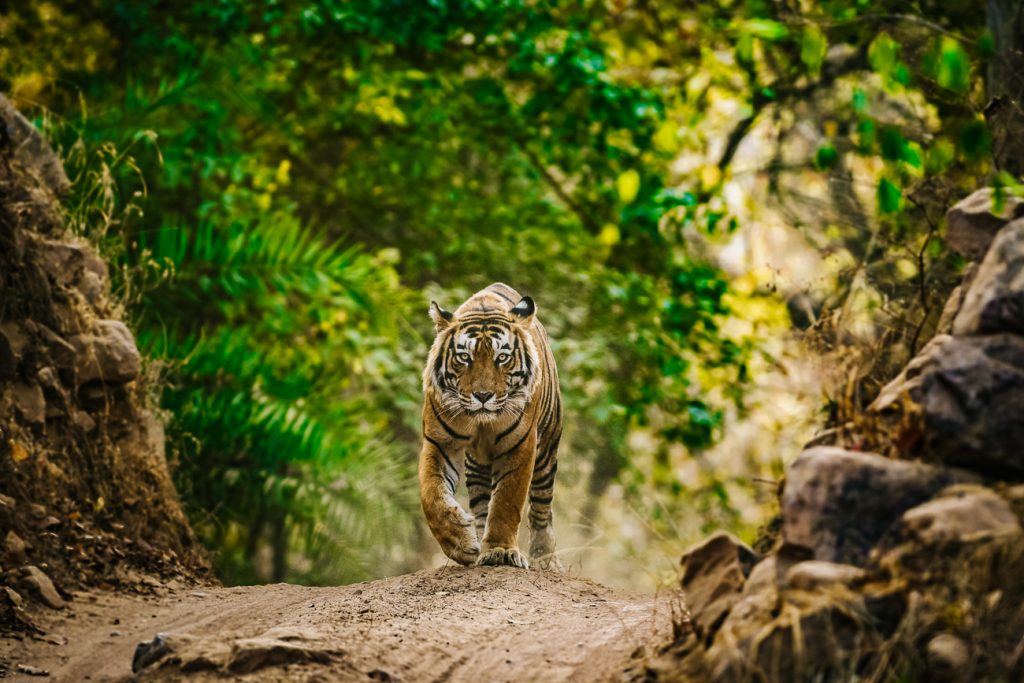 Ranthambore National Park