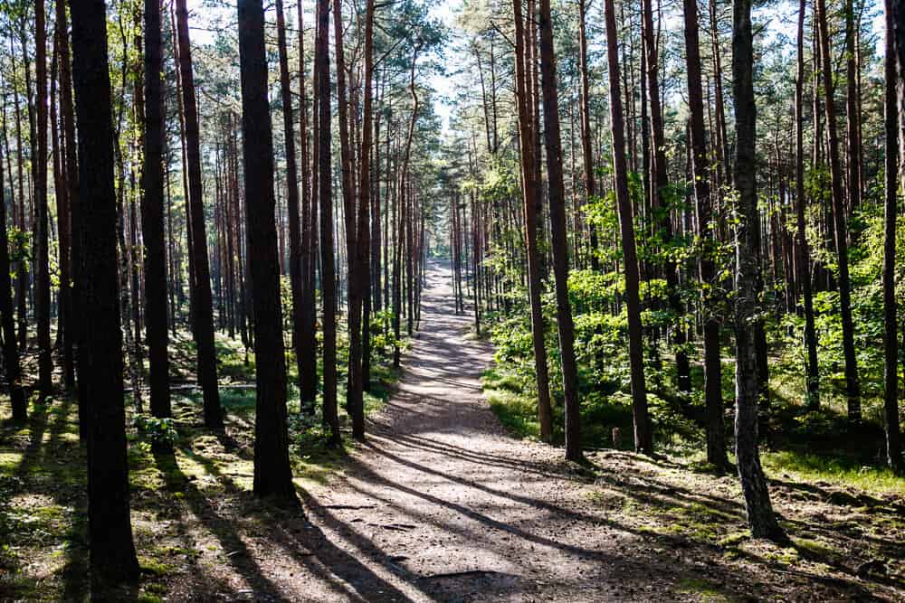 Did you know that one of Poland's largest national parks is less than a half-hour drive from Warsaw? The Kampinos National Park, located on the border of Poland and Belarus, is the only national park in Europe so close to the capital of a country.