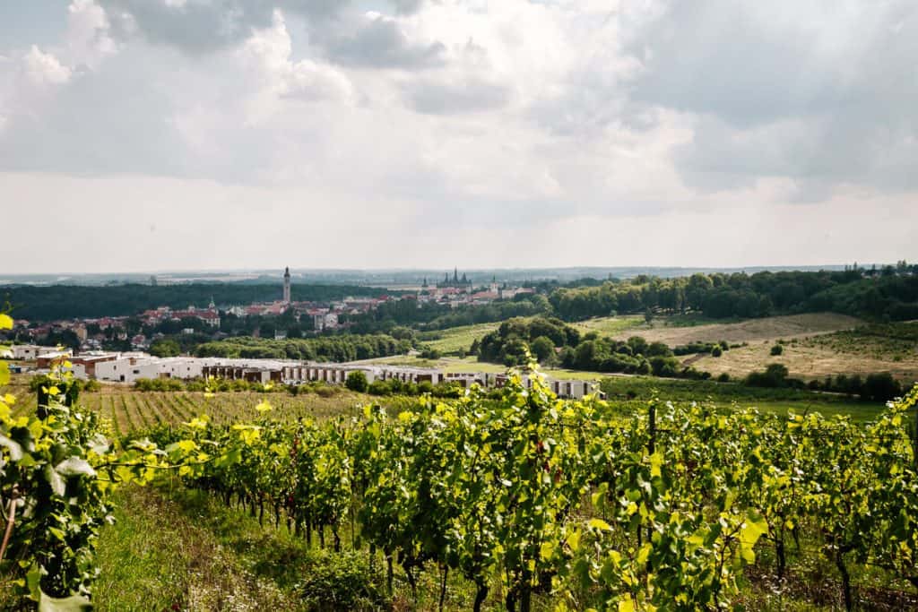 Vineyard Vinné Sklepy in Kutna Hora.