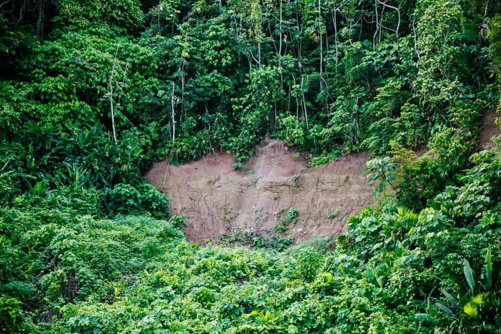 Clay lick in Amazon of Ecuador.