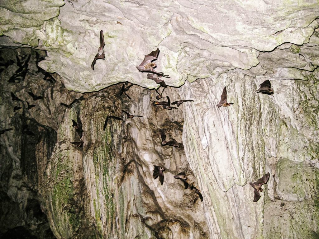 bats in Lanquin caves Guatemala