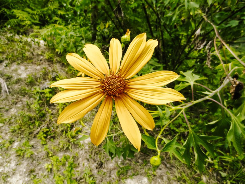 yellow flower