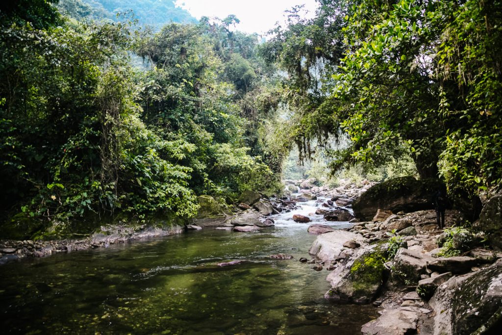 Tropical rainforest.