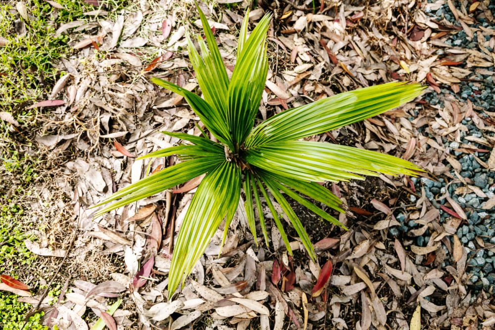 1.5 year old wax plant that can be 80 meters high. This palm grows in the Cocora Valley.
