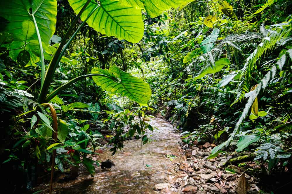 River at Mashpi Reserve in Ecuador.