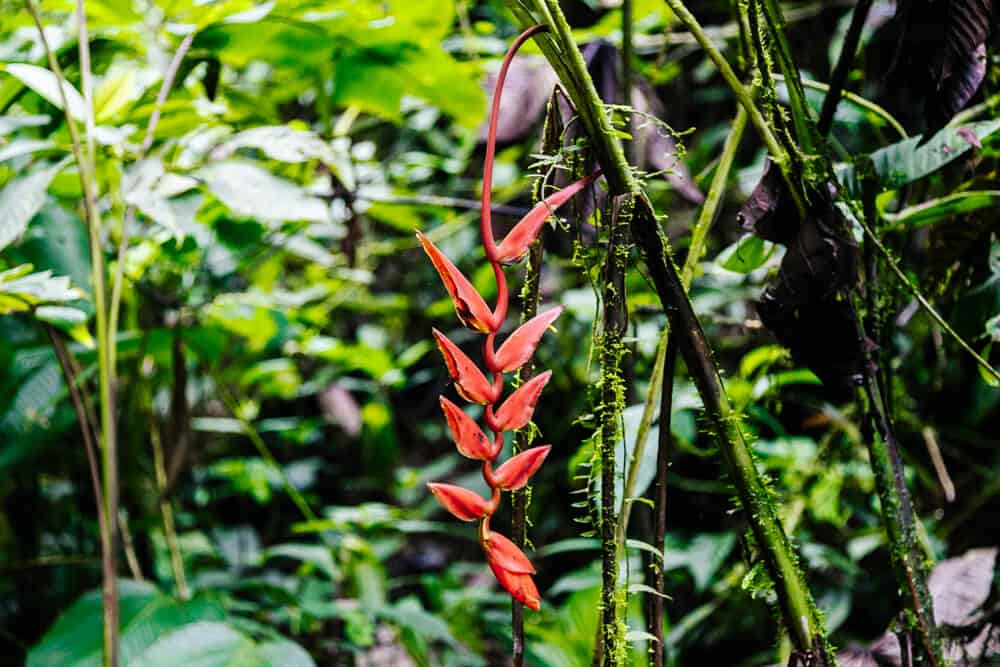 Orchid in cloud forest.