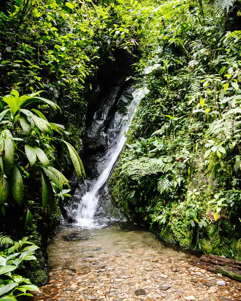 Waterfall in cloud forest in Ecuador.