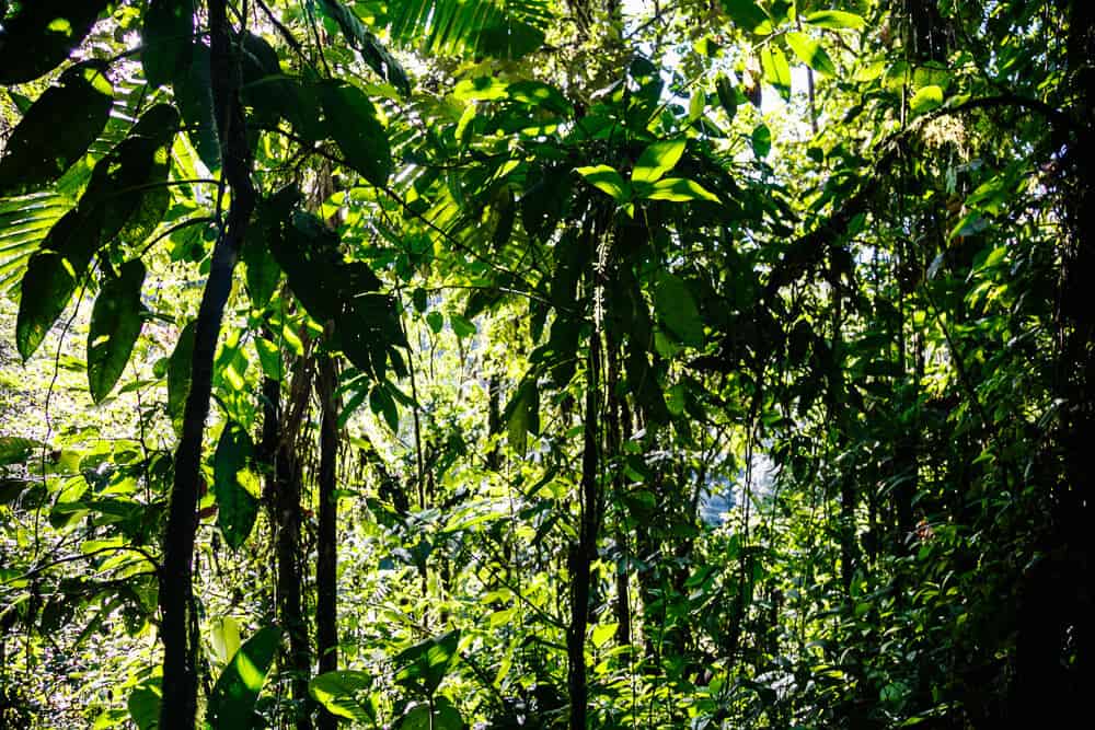 Cloud Forest Ecuador.