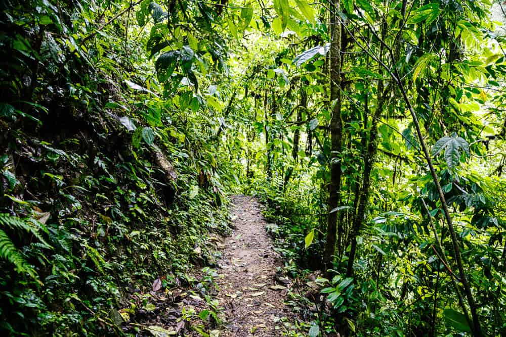 Mashpi Lodge and reserve is about a three-hour drive from Quito in Ecuador. 