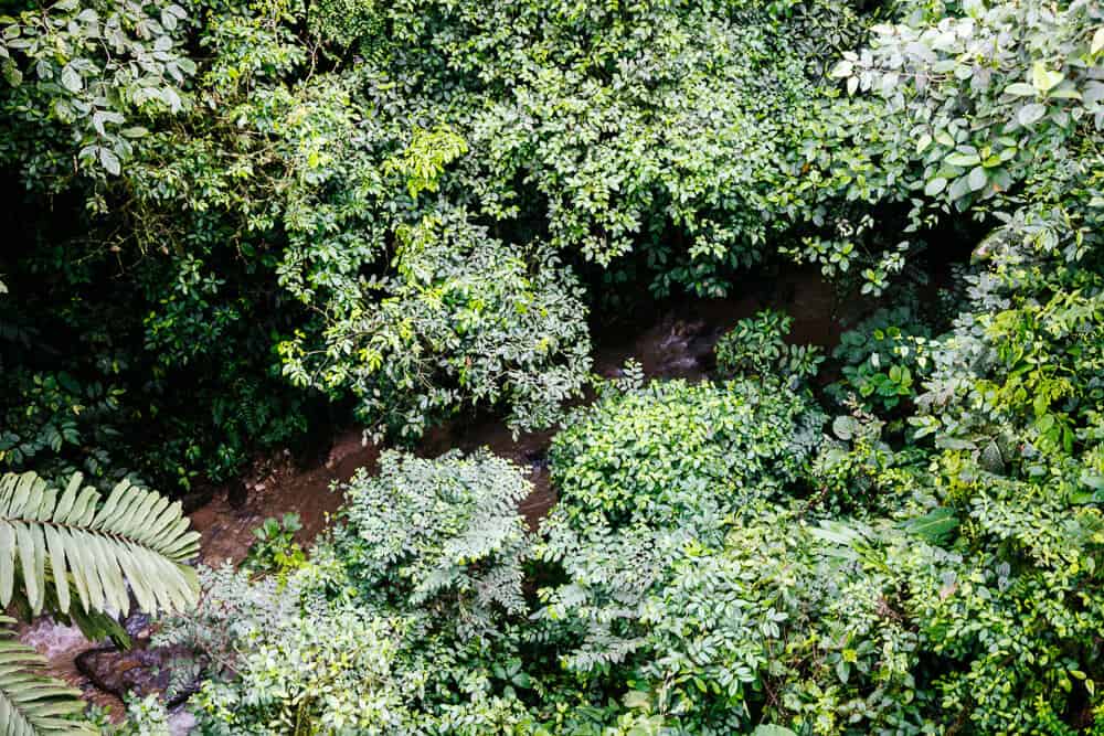 View of the Dragonfly, one of the technical highlights of Mashpi Lodge Ecuador: a two-kilometer-long cable car where you float in a gondola with acomfortable seats from one tower to another