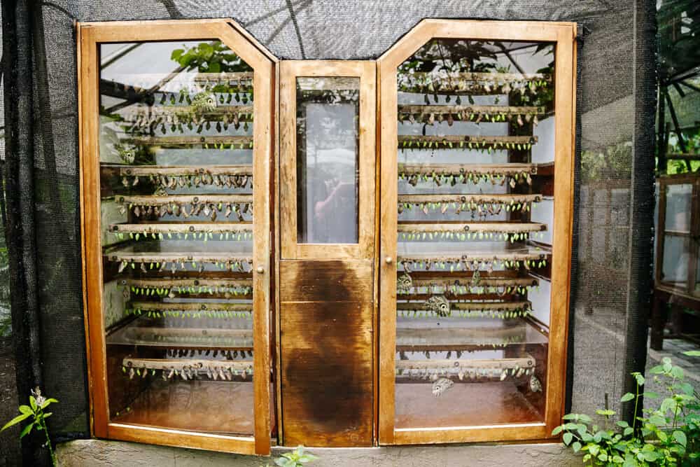 In the Life Center of Mashpi Lodge not only butterfly research is conducted, but it is also possible to closely observe the entire pupation process from caterpillar to butterfly.