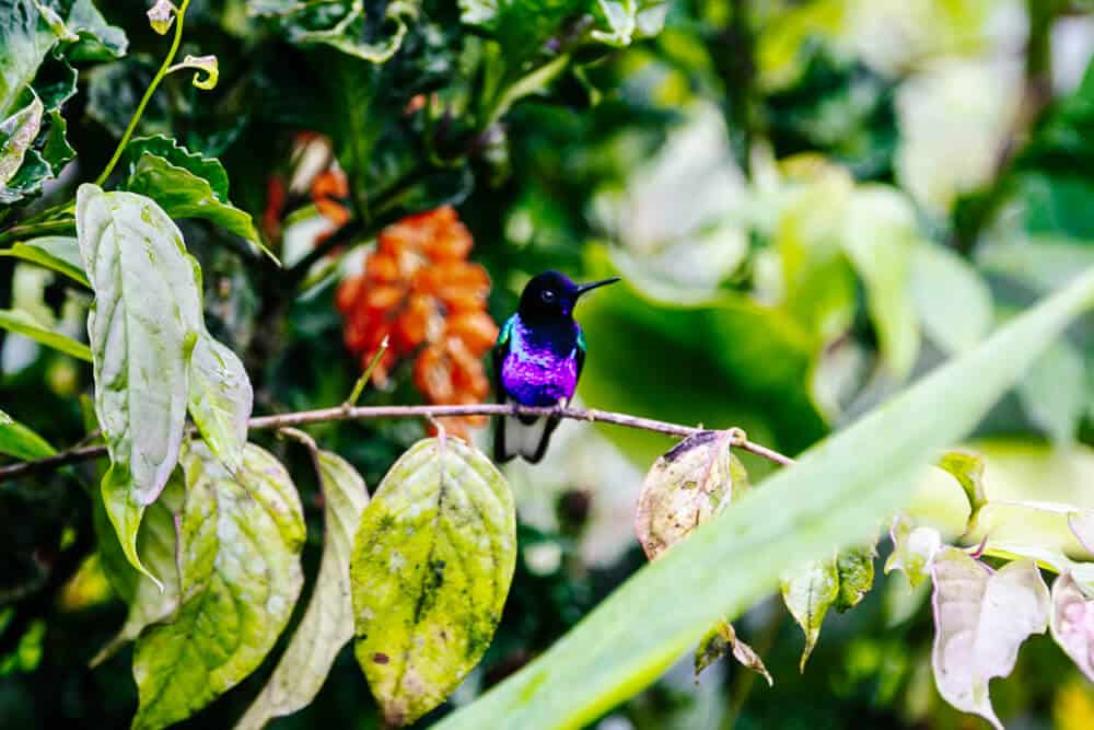 Hummingbird in cloud forest.