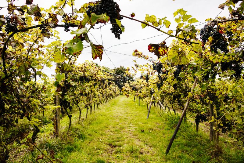 Vineyards at Dutch Winery Center  in Groesbeek