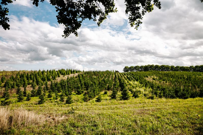 In the forests of Groesbeek: de Groesbeekse bossen, you can go for nice walks. A short walk of 4 kilometers from the Dutch Winery Center leads you past fields, vineyards and forests.