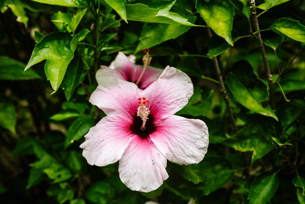 flower around Palomino river