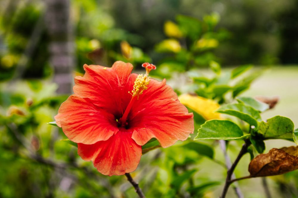 red flower around Palomino rivier