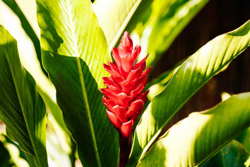 Red flower in jungle.