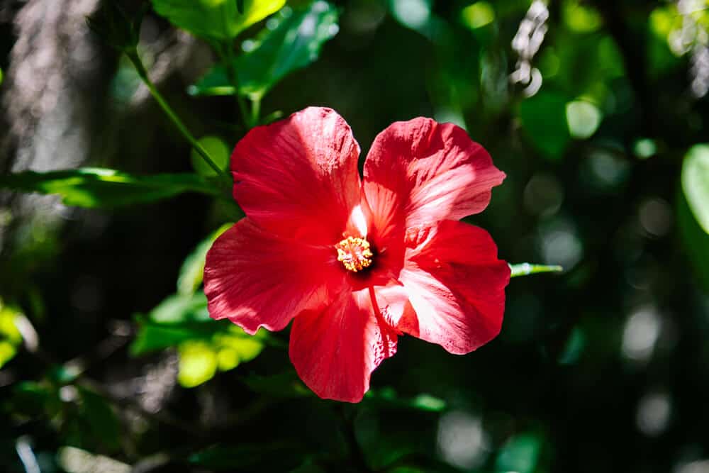 Red flower.