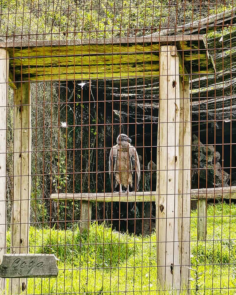 Injured or abused birds of prey are taken care at Hacienda Zuleta to prevent extinction.