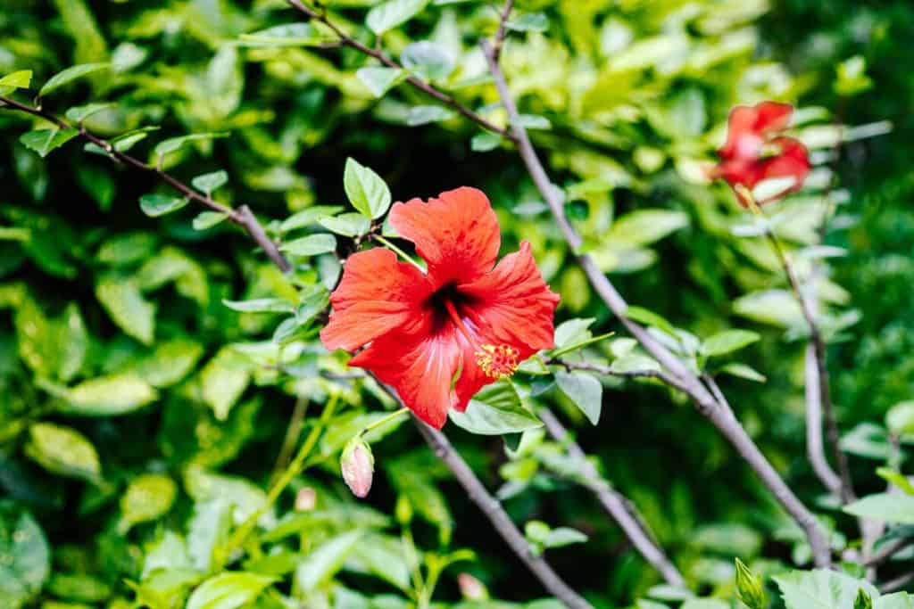 Red flowers.