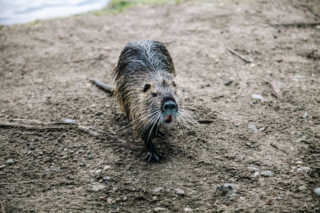 Coypu.