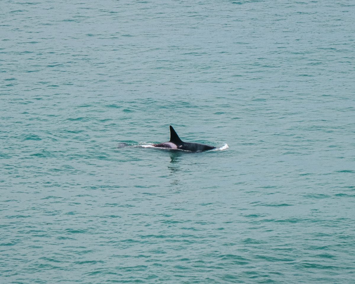 Orcas in Peninsula Valdes, one of the best things to do in Puerto Madryn.