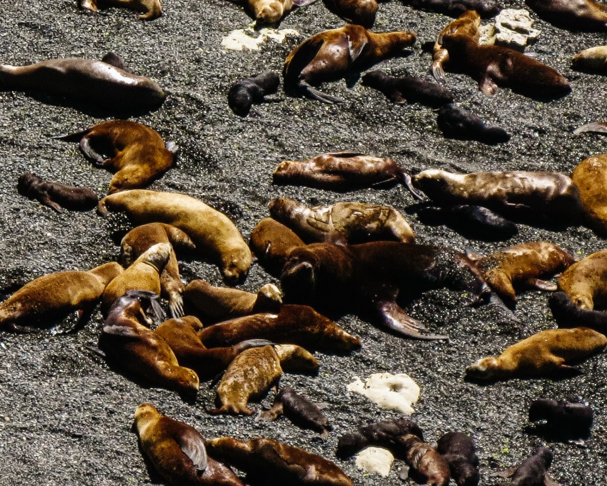 Sea lions at observation point Punta Loma.