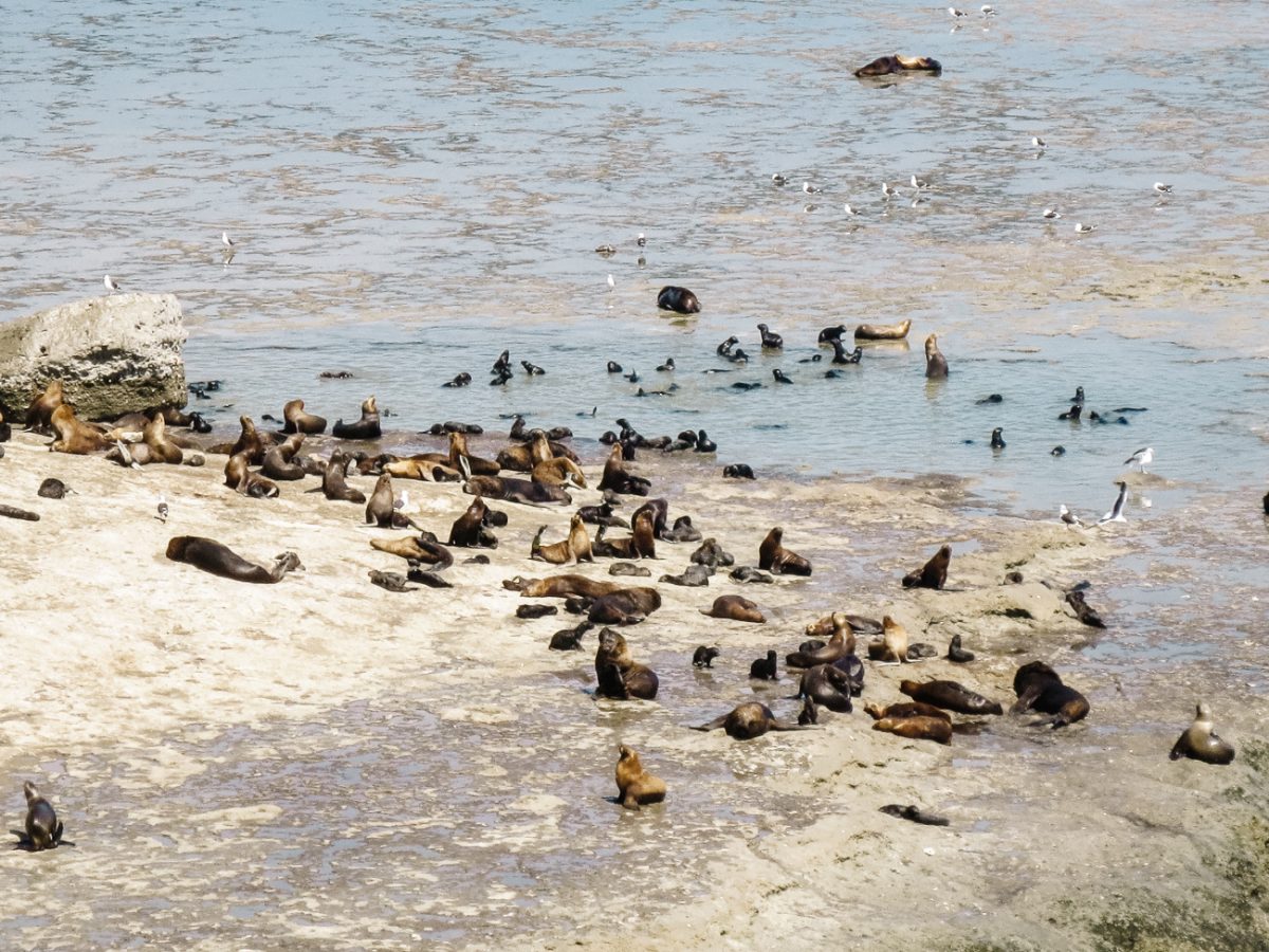 Sea lions in Peninsula Valdes.