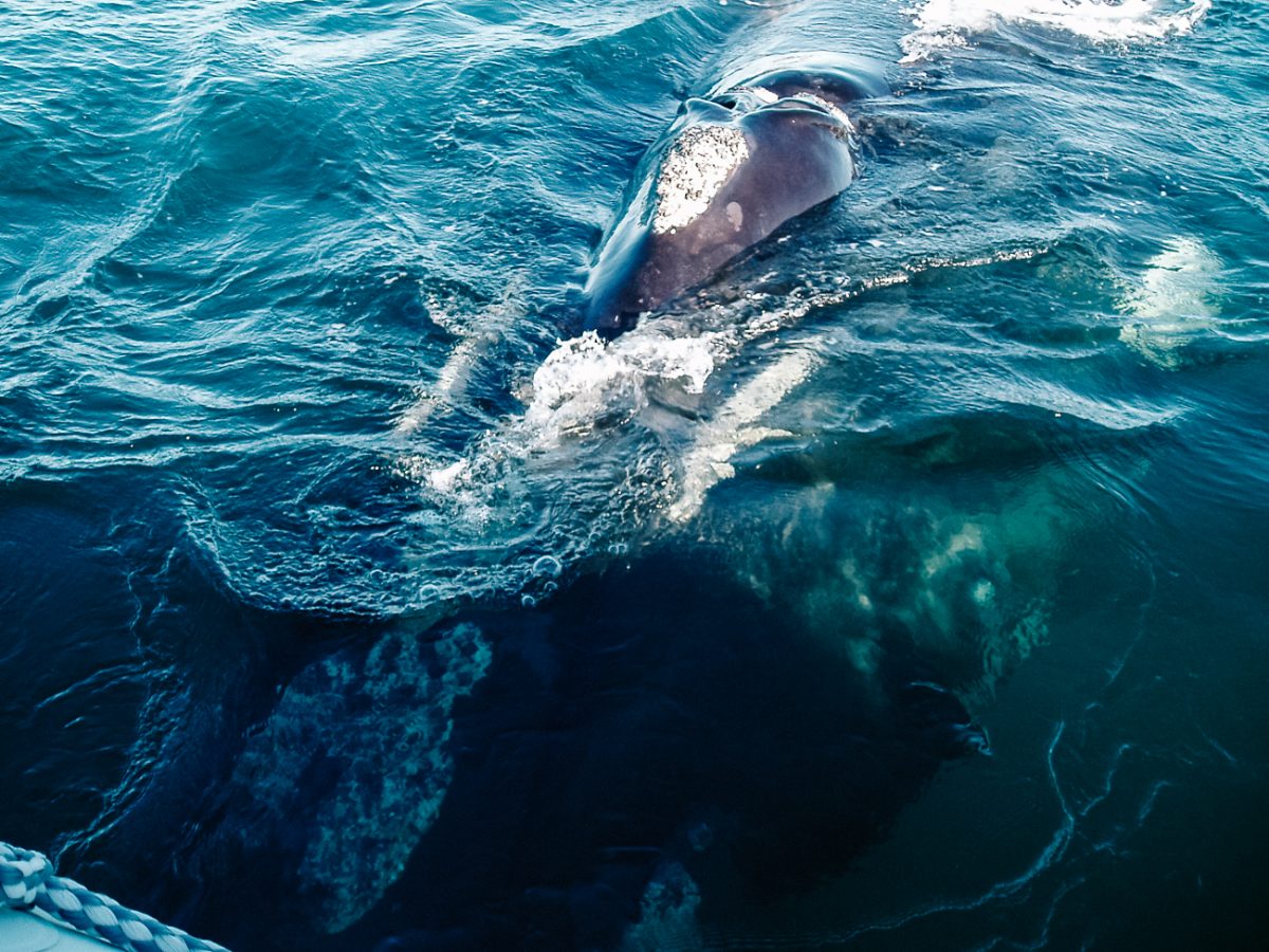 In Puerto Madryn, it is possible to go whale watching in Peninsula Valdes.