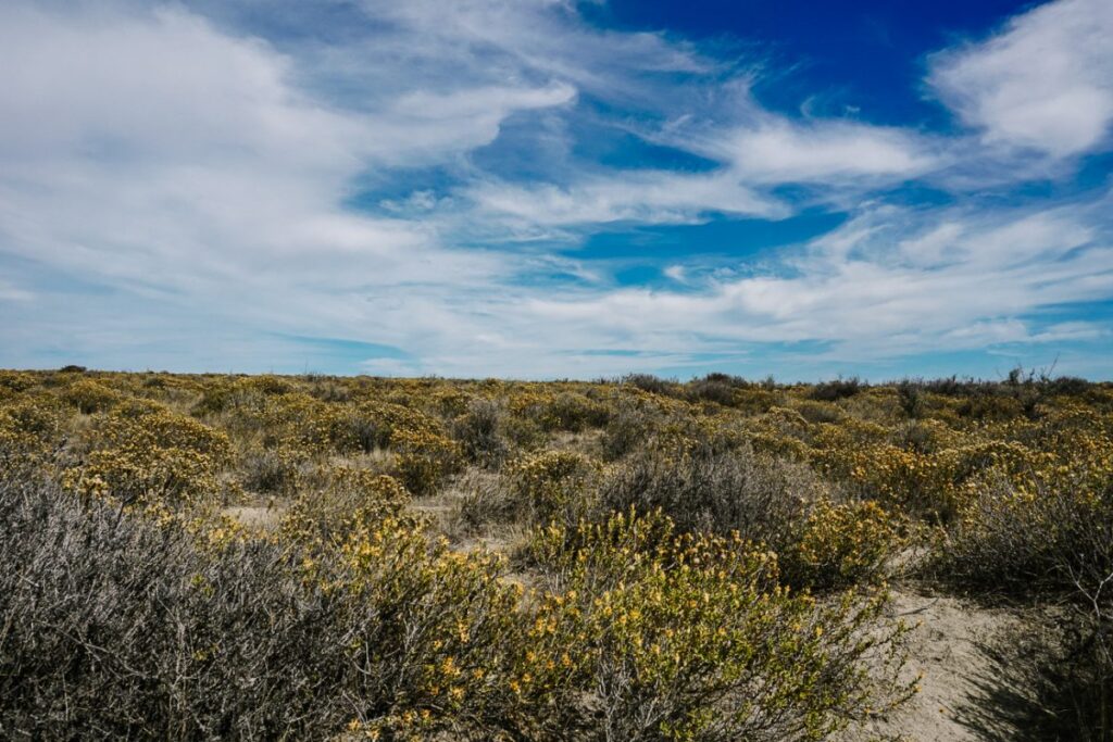 Visiting Peninsula Valdes is one of the things not to miss during a 2 weeks in Argentina itinerary.