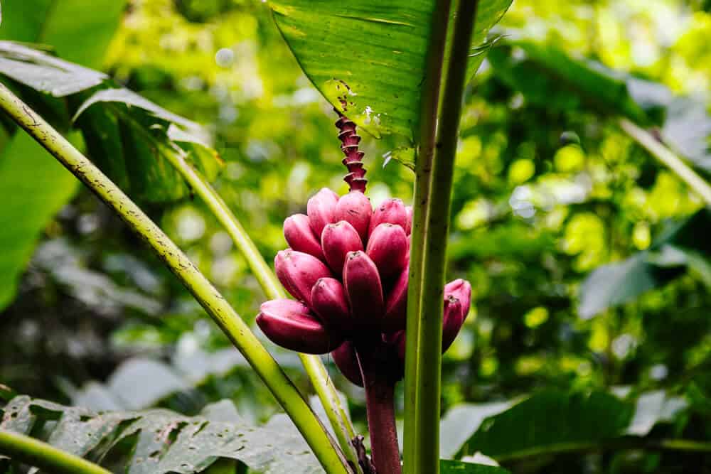 Red flower in Amazon.