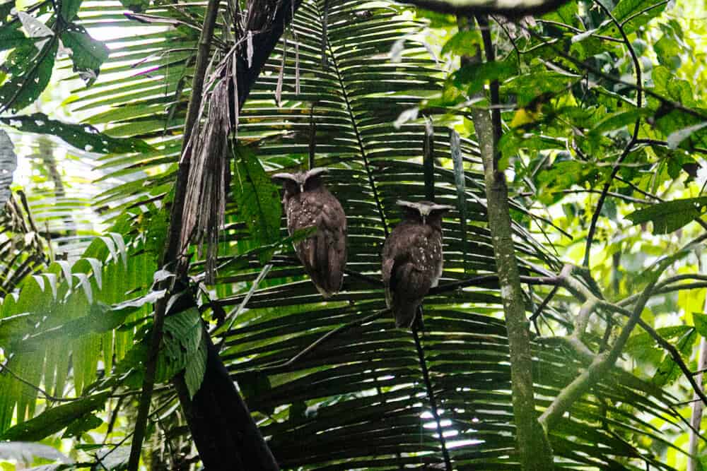 Crested Owls.