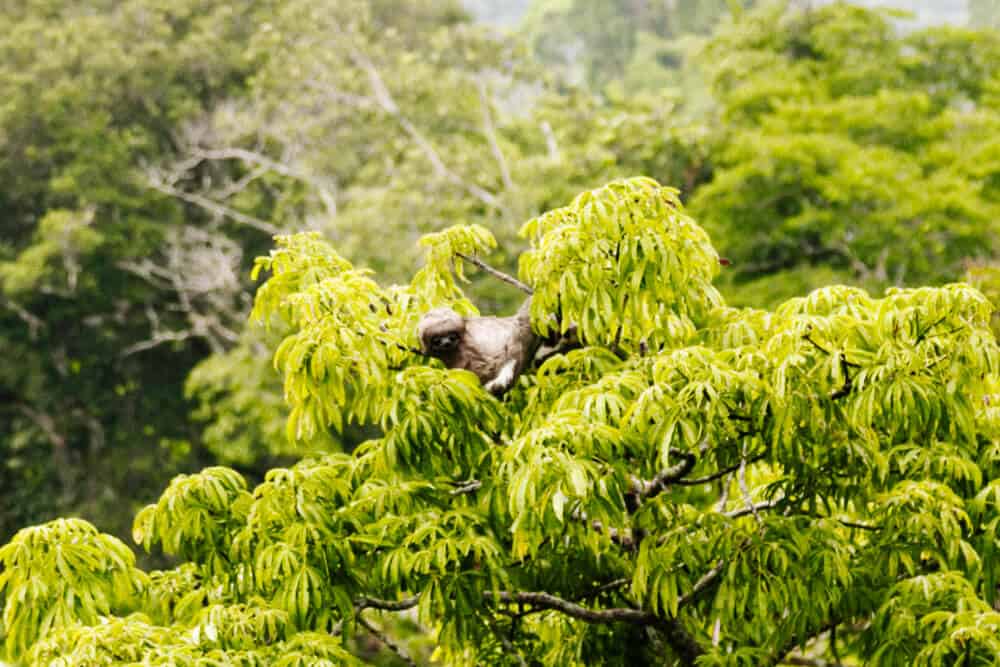 Sloth in tree.