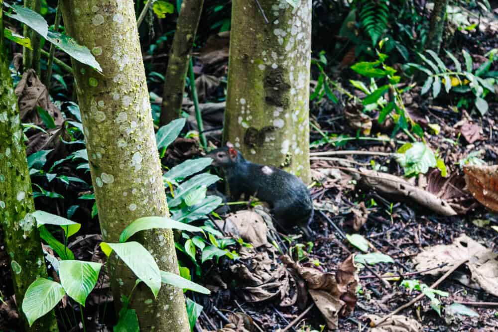 Agouti.