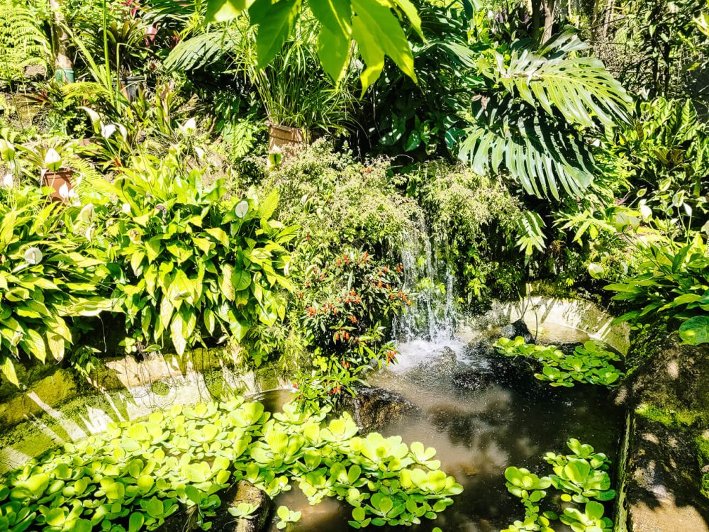 Butterfly garden Spirogyra.