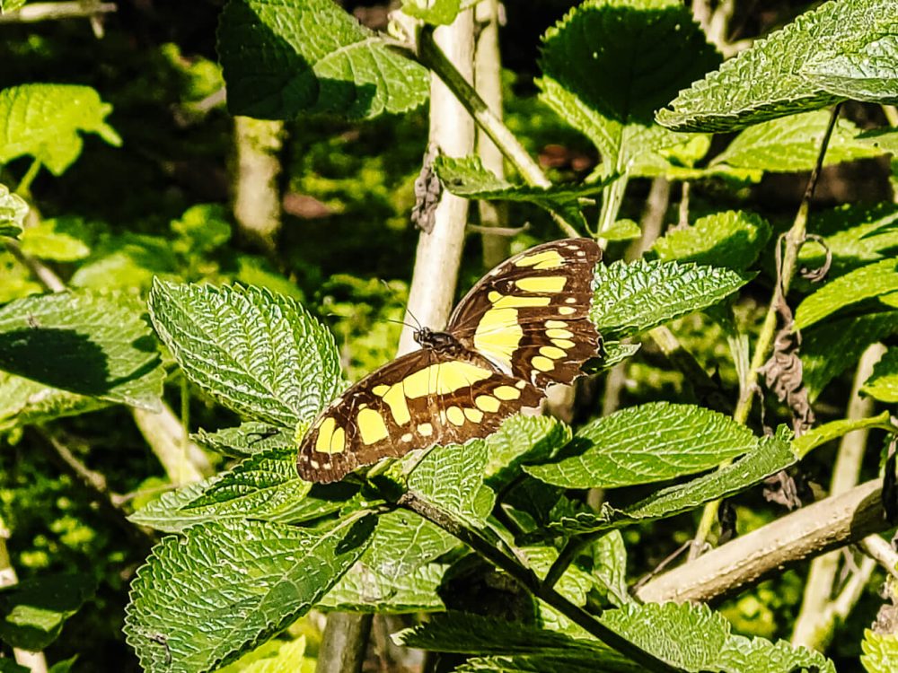 Yellow black butterfly in butterfly garden Spirogyra.