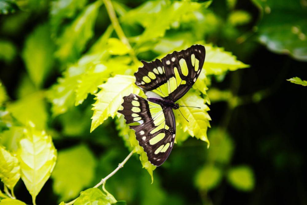 butterfly in tropical garden 