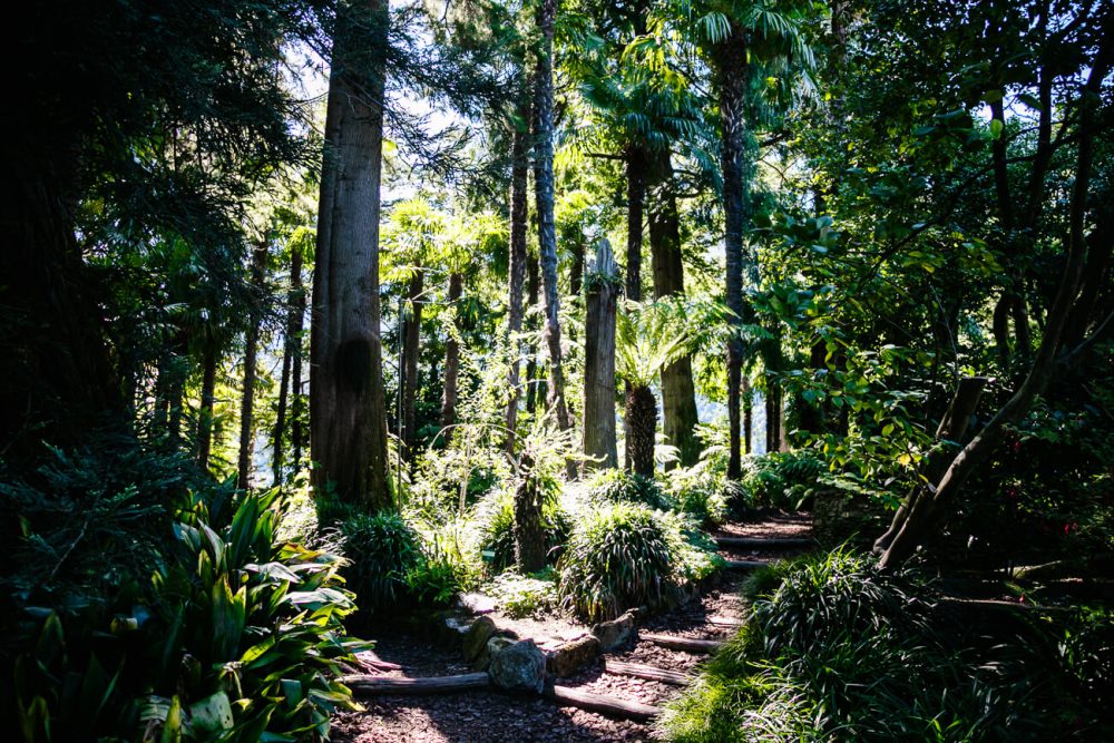 forest area on Brissago eiland