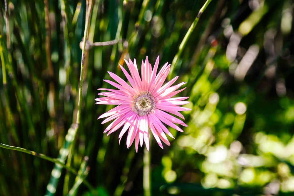 pink flower