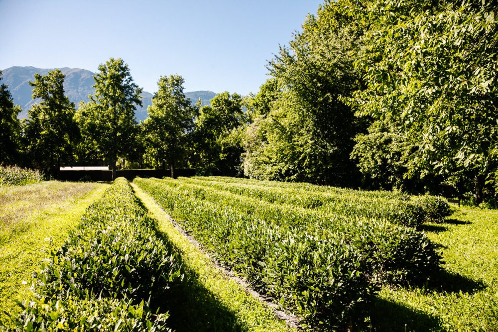 Terreni alla Maggia, a 150 hectare plantation and farm where wine, rice, pasta, corn, polenta, fruit juices and spirits such as grappa, gin and whiskey are produced. One of the best things to do in Ticino in Switzerland 