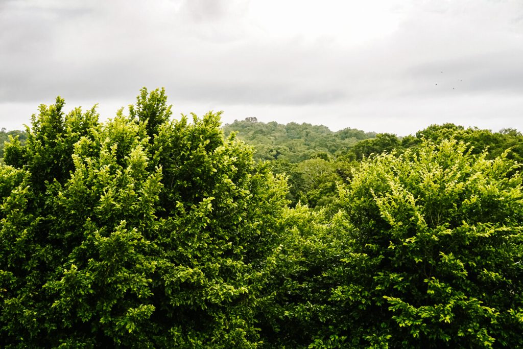 view from northern acropolis of temple 216 located in the jungle